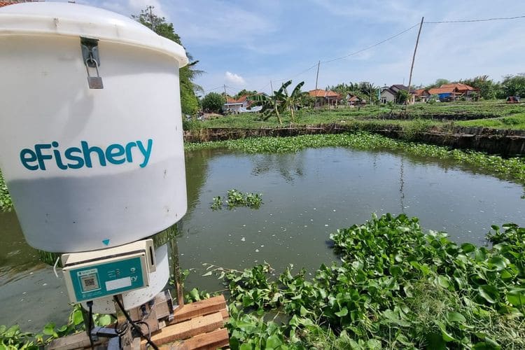 Индонезийский аквакультурный стартап eFishery привлек $200 млн и стал единорогом | InVenture